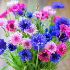 おまとめ⭐︎swag #295 小麦のパニエ スワッグ ドライフラワー