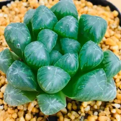 ☆美苗・極上斑☆ ハオルチア トゥルンカータ(雫石) 錦