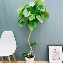 2025年最新】ウンベラータ 大型の人気アイテム - メルカリ