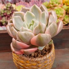 JU063	ピンクプリティ錦	【イータニク】多肉植物　韓国苗　第四種郵便発送