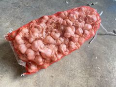 青森県産にんにく MLサイズ 10kg 福地ホワイト六片