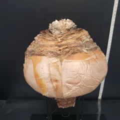 r*o様 オークション！ 特大 ブーファン ハエマンソイデス 現地株 現地球 塊 Yahoo!オークション -「ブーファン ハエマンソイデス」(その他