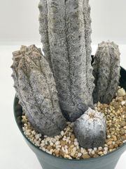 ユーフォルビア・アブデルクリ　多肉植物、コーデックス、希少、珍種