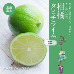 果樹・タヒチライム