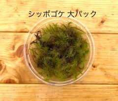栽培ものシッポゴケ 大パック　有福MOSS