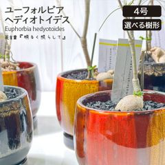 観葉植物 ユーフォルビア ヘディオトイデス 選べる樹形 【現品】 4号 選べる陶器鉢 ソーサー付 黒マットデコジャリ付 塊根植物 レア 希少品種 母の日 鉢植え 贈り物 インテリア リビング 送料無料