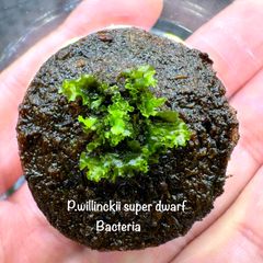 激レア！P.willinckii Bacteria 前葉体 胞子体 大きめ！②