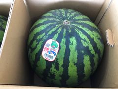 送料込み！富里産 ブラックジャック（種無し黒皮スイカ） 大玉