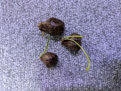 アポノゲトン ウルバケウス　イモ　１個