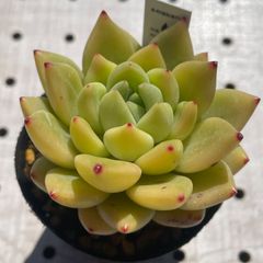 ココシャネル　多肉植物　エケベリア　韓国苗