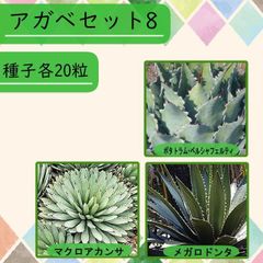 【種子】アガベSET8 3種20粒 全60粒