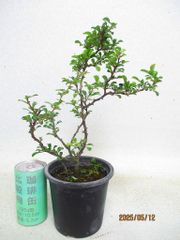 [讃岐屋緑兵衛] 盆栽素材 長寿梅 赤花 (55532黒丸プラ鉢)全高：35㎝ 宅配便発送