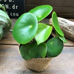 ポットごと　ジェイド♡ペペロミア♡観葉植物♡インテリア♡ガーデニング
