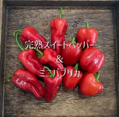 富山県産 ペッパー＆ミニパプリカ 詰め合わせ 約1kg