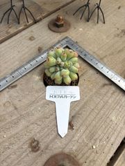 ハートボール 現物品 エケベリア トロピカルガーデン 多肉植物