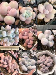 お買い得　多肉植物　ぷくぷく系　葉挿し 100点