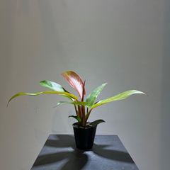 フィロデンドロン　サンレッド　抜き苗