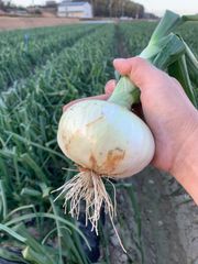 専用 晩生玉ねぎ＆旬野菜セット 農薬不使用 100size - メルカリ