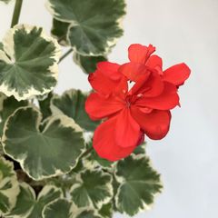 カラーリーフゼラニウム　真鶴(八重咲き)　　天竺葵　　　希少品種　花ゼラニウム