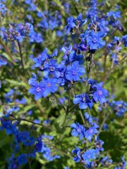 西洋オダマキカラーMix小さな抜き苗8本 - メルカリ