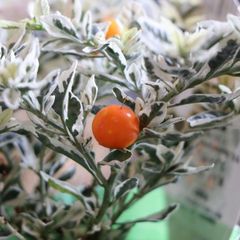 斑入り ソラナム スノーサンゴ 3〜3.5号ポット苗 【3株販売】 花ナス 寄せ植え 花壇 鉢植え お洒落 おしゃれ 可愛い かわいい 夏の花 秋の花 花 苗 初心者 カラーリーフ