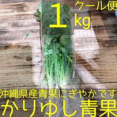 沖縄県産　コリアンダー/パクチー　約1kg  【クール便】①