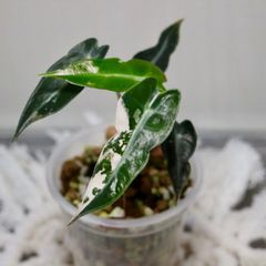 アロカシア バンビーノ ピンク斑入り　Alocasia Bambino pink Variegated