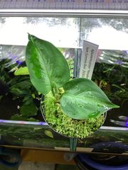 ヘリアンフォラ ミノール バーガンディブラック 食虫植物 - メルカリ