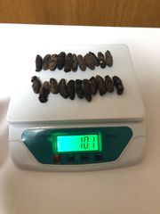 工場直売 関西産A級品 乾燥赤なまこ  100g20本(計量時100g22本)