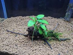 328．流木付き水草 アヌビアスナナプチ 南米ウィローモス