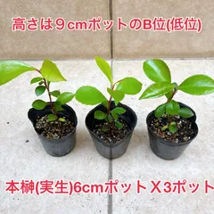 植物/本榊　実生苗　低位　６cmポット３苗セット（月曜日発送：8月10日の週は祝日を挟む為、8月17日発送へ回します）のサムネイル