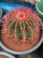 赤鳳 フェロカクタス サボテン 8号 美株 - メルカリ