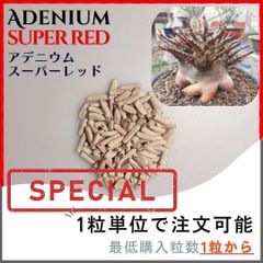 激レア赤肌【種子】スーパーレッド / セット割あり 数量1粒から購入OK
