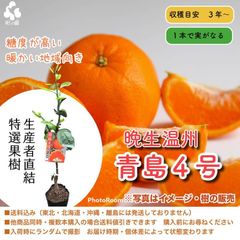温州ミカン青島４号★苗木