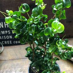 ポットごと ベンジャミンバロック♡3.5号♡観葉植物♡インテリア