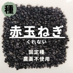 【種】タマネギ　くれない　農薬不使用　60粒