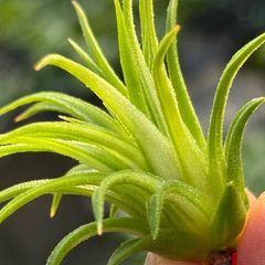 チランジア イオナンタ ヴァリエガータ (バリエガータ)  Tillandsia ionantha Variegata＊エアプランツ＠フラワーショップ江口