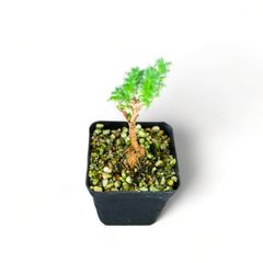 【塊根植物】トリコディアデマ・ブルボスム｜3年目｜抜き苗　③