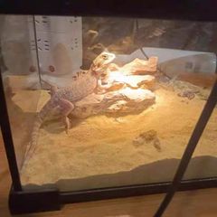 ガラス飼育ケージ、爬虫類両生類飼育ケージ、オリジナル自社製20x20x16CM 即時発送送料込み