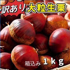 数量限定❣️愛媛県産❣️生栗❣️訳あり　在庫処分　箱込み1kg 常温便