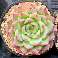 ピンククリスタルローズ　大きめ　エケベリア　韓国苗　多肉植物