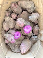 紫色サツマイモ・Purple jam 1kg