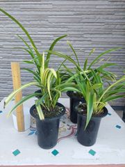 キンリョウヘン原種 4鉢セット キンリョウヘン原種 4鉢セット - メルカリ