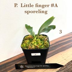 リトルフィンガー】 胞子培養 ポット苗 ビカクシダ 観葉植物