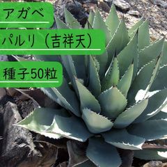 【種子】アガべ パルリ (吉祥天) 種子50粒