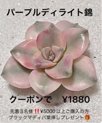 パープルディライト錦 斑入り 多肉植物 多肉 韓国苗