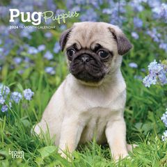 【輸入版】2024年 子犬のパグ ミニ カレンダー / ブラウントラウト 17.8 x 35.6 cm (Pug Puppies  Calendar)