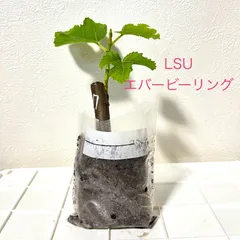 2024年最新】lsuエバービーリングの人気アイテム - メルカリ