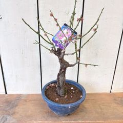 花梅　思いのまま　咲き分け八重咲き5号鉢来季用