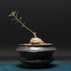 エボリスピナ 現地球 発根済 ramat作家鉢 人気のミニサイズ - メルカリ